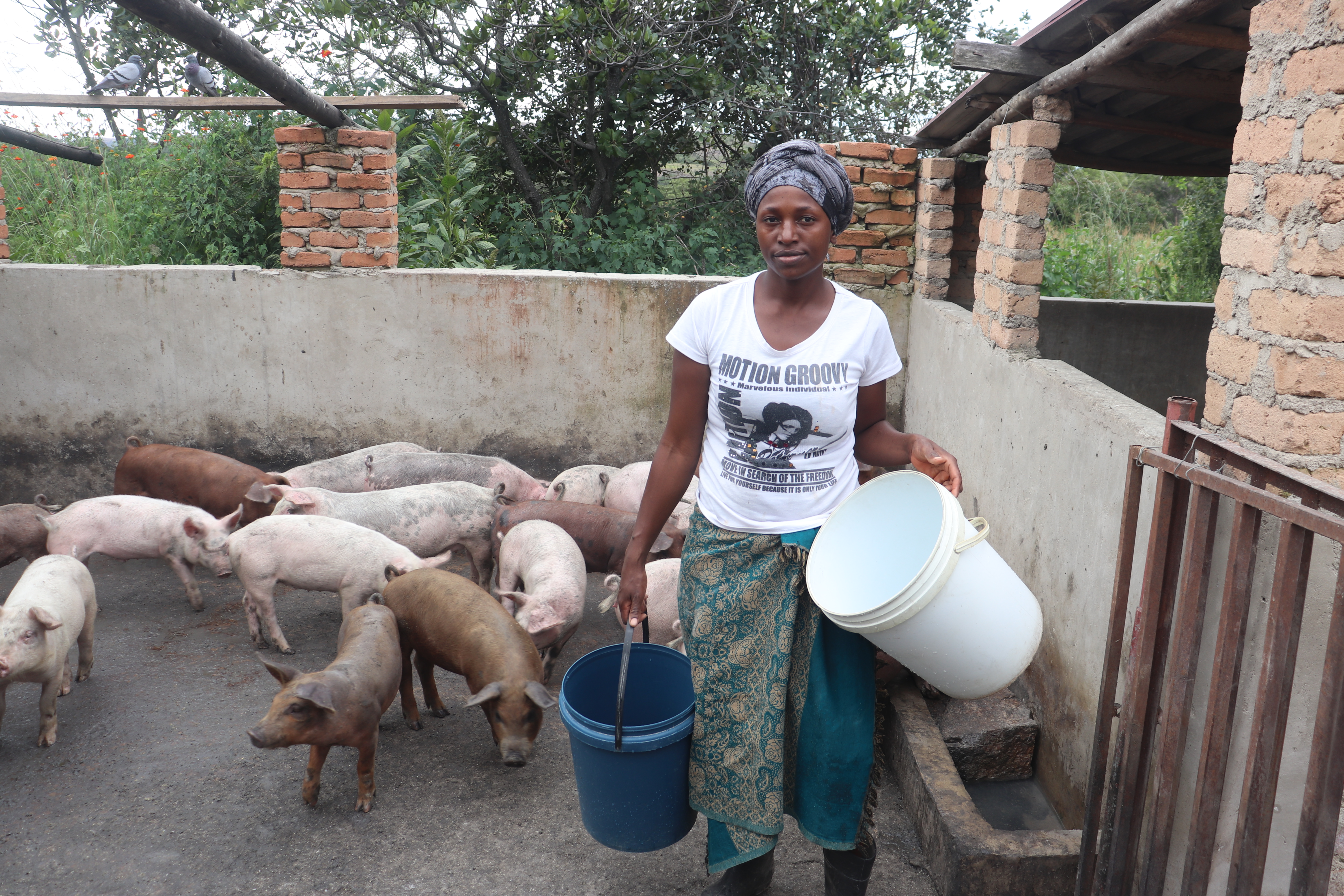 A pig farmer feeding her pigs